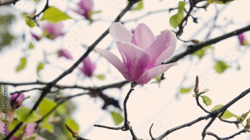 Beautiful pink flowers in springtime