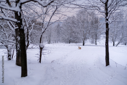 A dog in the snow. Winter in Russia © Евгения Шолохова