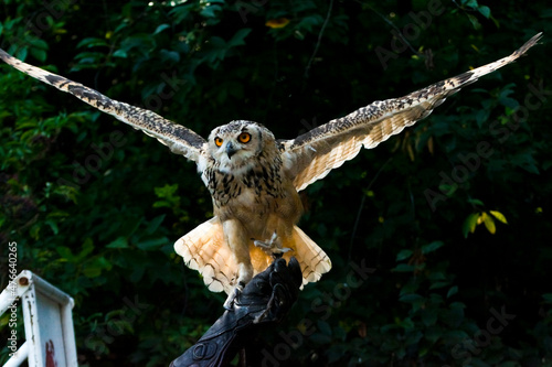 Large Indian eagle-owl on gloves at a show