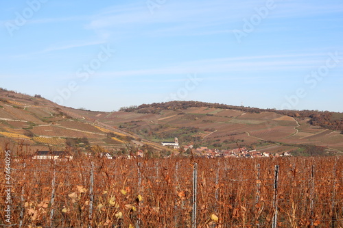 Vignoble d'Alsace en automne