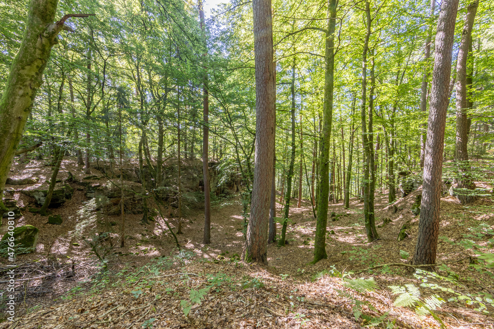 Lush green trees with thin trunks on the Mullerthal Trail region, with the sun coming through the trees casting shadows on the ground, rock formation in the background, sunny summer day in Luxembourg