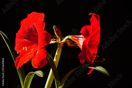 Red Amaryllis Flower on black photo