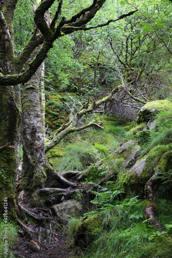Obraz premium Forest hiking trail in Rogaland, Norway
