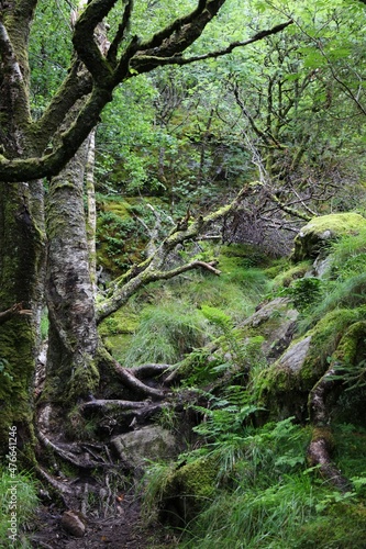 Forest hiking trail in Rogaland, Norway