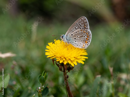 Butterfly on a yellow dandelion © Ladics