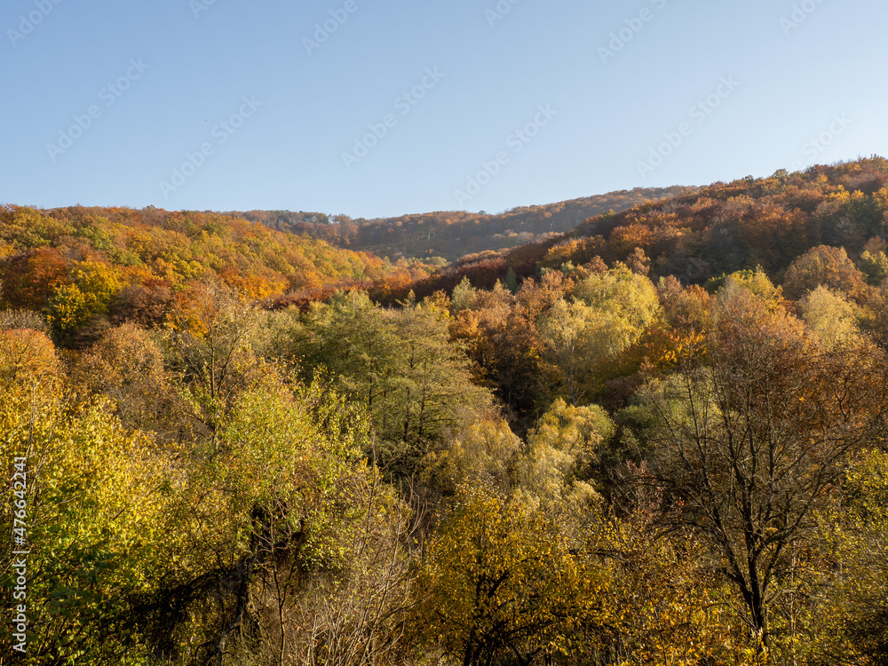 View of autumn canopies and bright blue sky in the hills of Mecsek