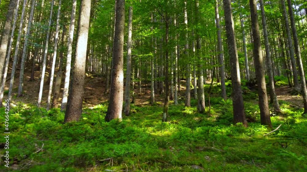 Spring Green Forest, Sunny magical Powerful trees in the morning time, The sun's rays pass through the Charming and Powerful trees Spring Green Forest, Sunny magical Powerful trees in the morning time, The sun's rays pass through the Charming and Powerful trees