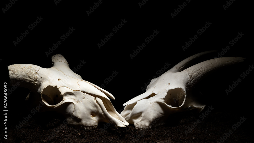 Goat and ram skulls on the soil. Black background. Copy space. .. Goat and ram skulls on the soil. Black background. Copy space. ..