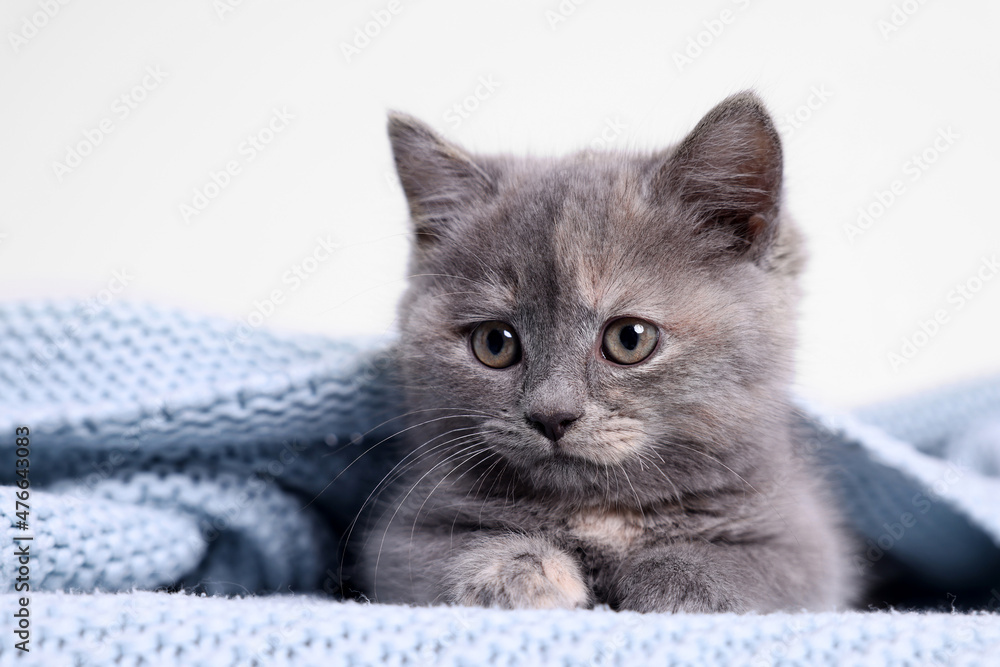 Fototapeta premium Cute fluffy kitten in light blue knitted blanket against white background