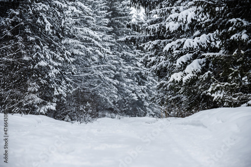 Natural background. Winter landscape of a spruce forest after a snowfall. © Сергей Петросянц
