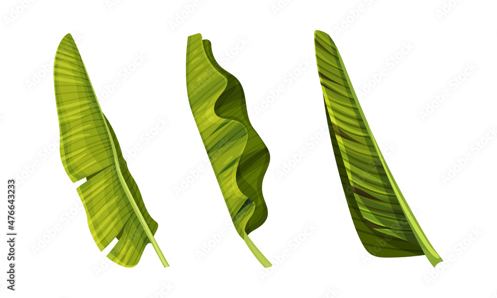 Fototapeta premium Tropical exotic leaves set. Green jungle plants vector illustration