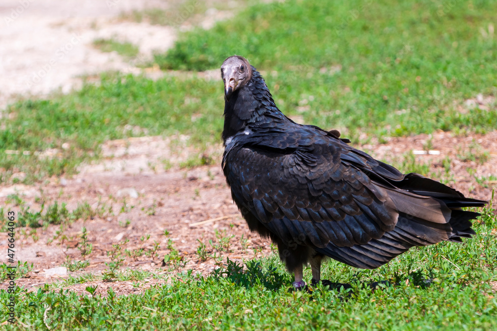 American turkey vulture is walking on the ground