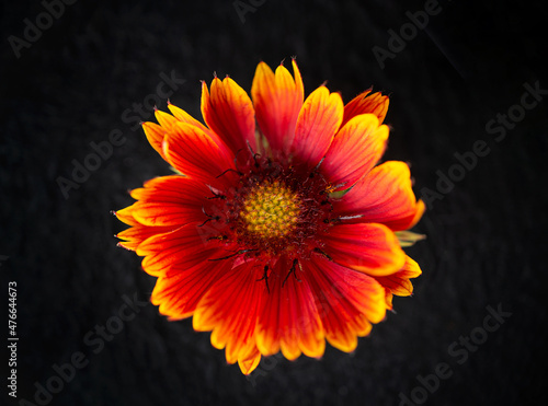 Beautiful flower on black background. View from above.