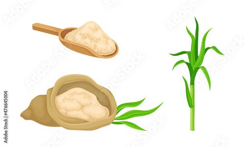Sugarcane plant and cane sugar. Natural organic food production vector illustration