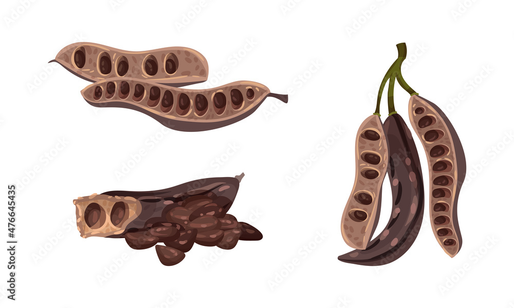 Sweet pods of carob plant set. Super food vector illustration Sweet pods of carob plant set. Super food vector illustration