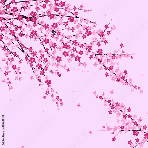 background a branch of cherry blossoms on a pink background. Pink background. Sakura branch. Sakura is blooming. © shepitko_life