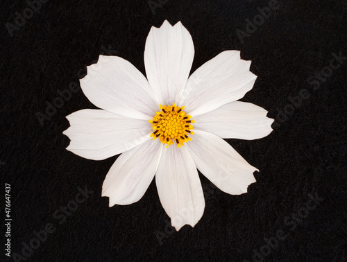 Delicate flower on black background. Macro photo. photo