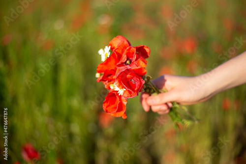 Hand  mit Blumenstrauß  im Mohnfeld © luna