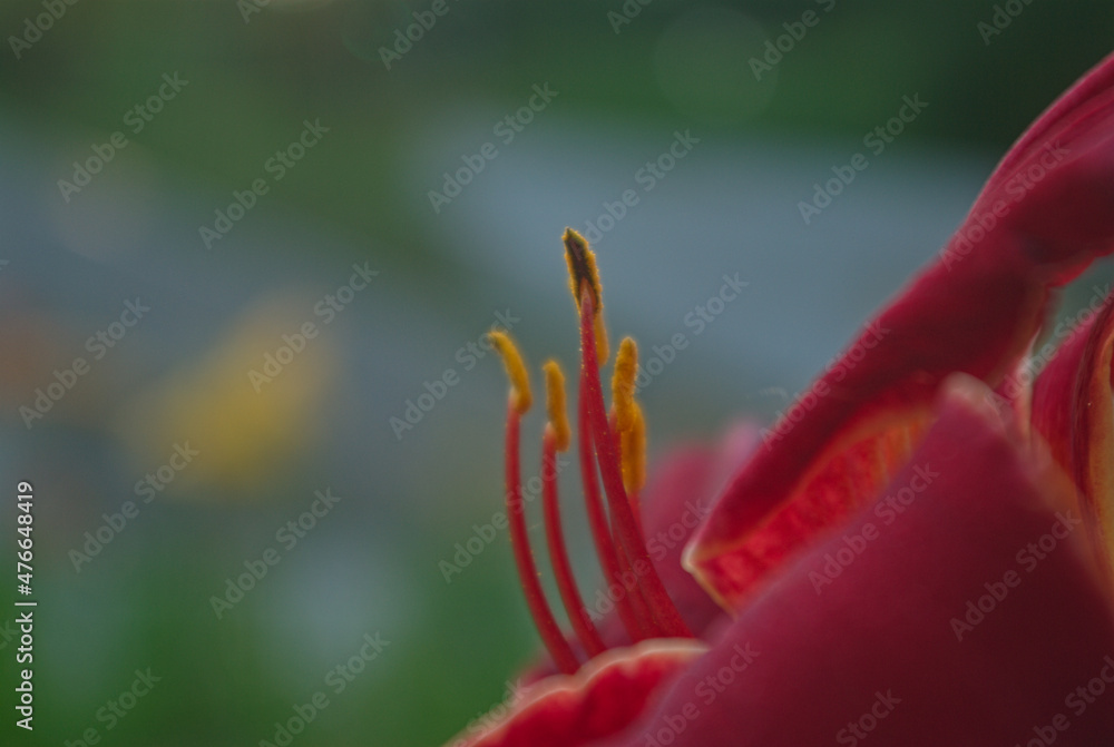 close up of a red flower