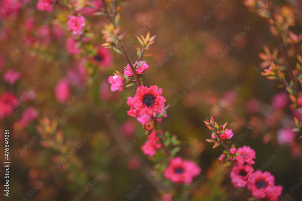 Manuka tree blossom close up. Native New Zealand evergreen plant Leptospermum scoparium (Tea tree) in bloom with pink flowers Manuka tree blossom close up. Native New Zealand evergreen plant Leptospermum scoparium (Tea tree) in bloom with pink flowers