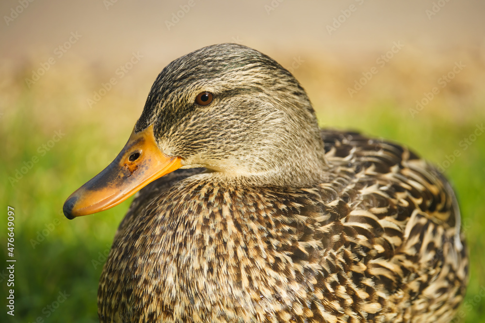 Mallard duck (Anas platyrhynchos) sitting on green grass meadow. Close up portrait of wild duck on the beach Mallard duck (Anas platyrhynchos) sitting on green grass meadow. Close up portrait of wild duck on the beach