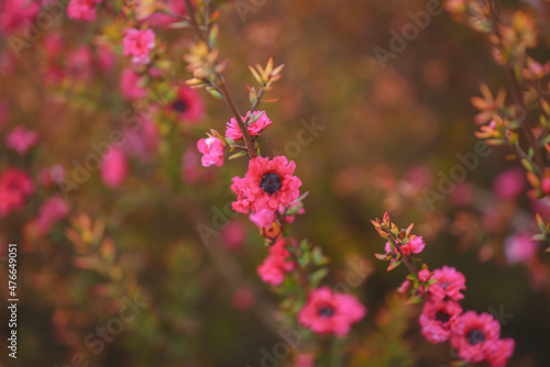 Manuka tree blossom close up. Native New Zealand evergreen plant Leptospermum scoparium (Tea tree) in bloom with pink flowers