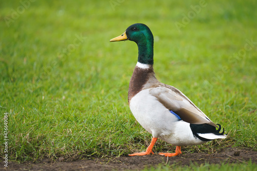 Mallard duck (Anas platyrhynchos) walking. Close up portrait of male wild duck with green grass on background