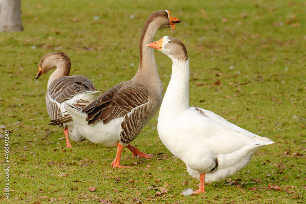 Geese walking on the beach close to the pond Geese walking on the beach close to the pond