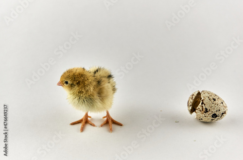 Newborn quail chick with eggshell