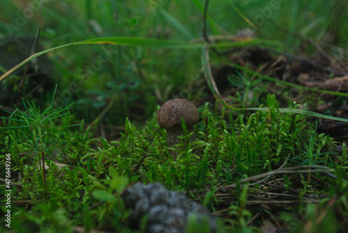 snail on a grass