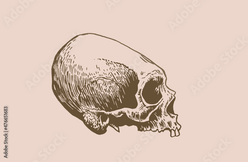 Graphical vintage drawing of Mayan skull , long skull of ancient tribe, vector illustration.	