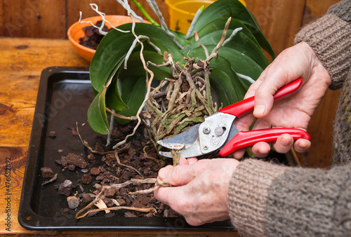 man cuts dry root of moth orchid with pruner