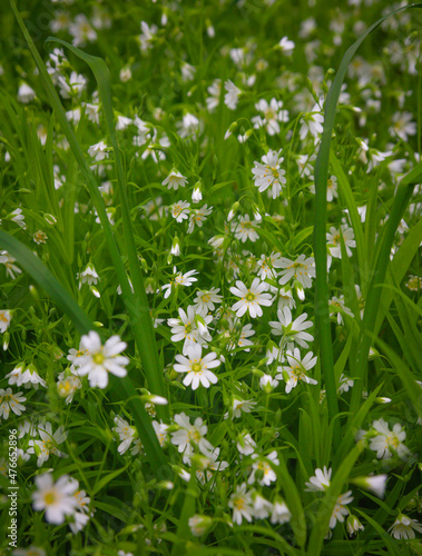 Spring flowers. Blooming stella holostea on a background of green grass © Rinat