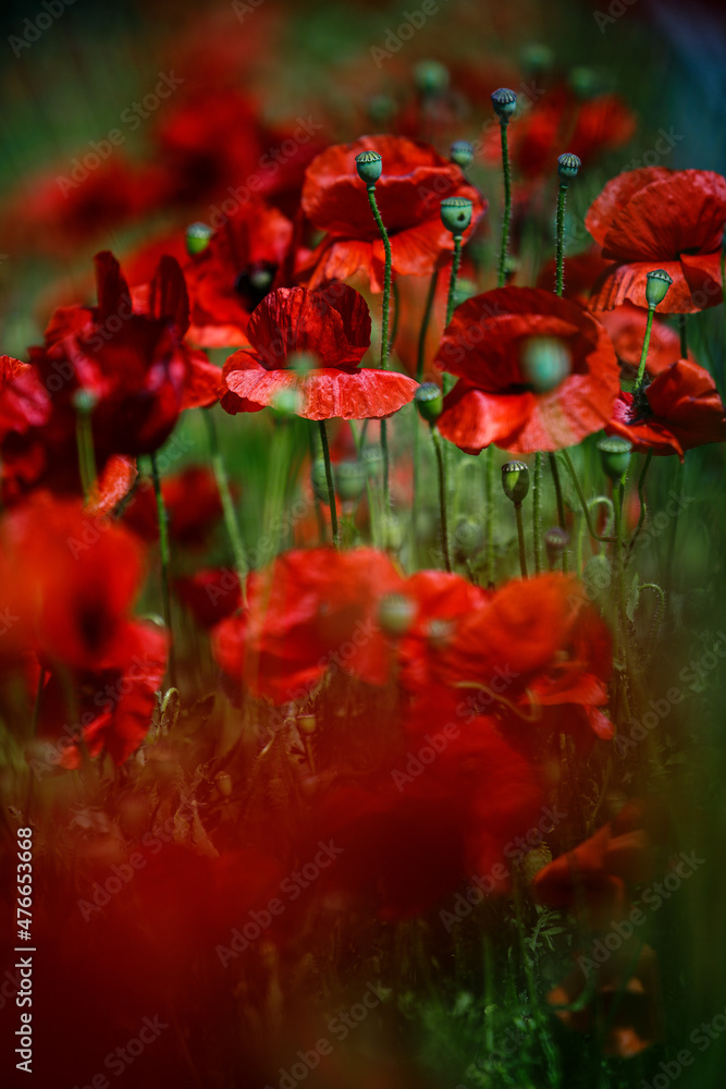 Obraz premium Summer Poppy Meadow