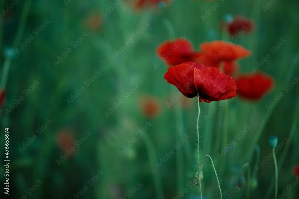 Fototapeta premium Summer Poppy Meadow