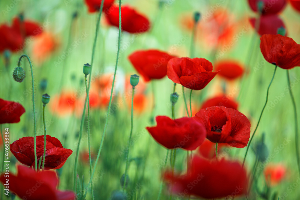 Obraz premium Summer Poppy Meadow