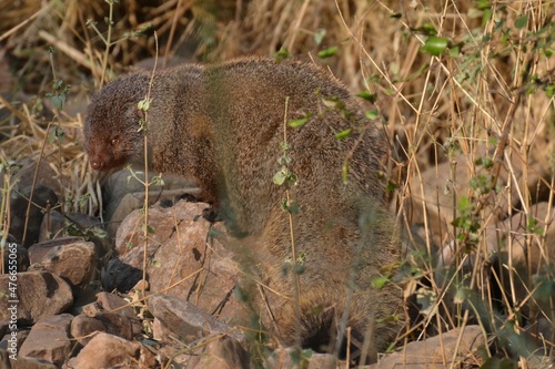 Indian gray mongoose at Ranthambhore NP photo