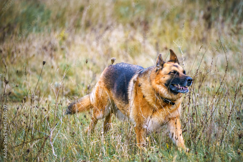 beautiful black and tan german shepherd alsation bitch running through meadow grassland