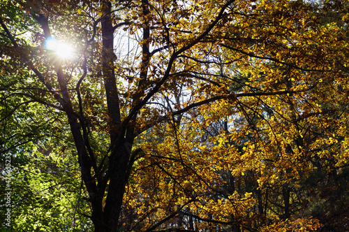 Bright multicolored sunny autumn trees. 