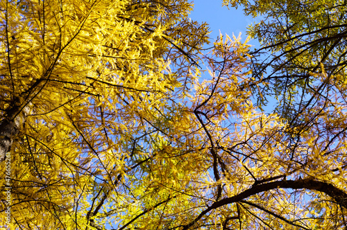 Bright multicolored sunny autumn trees. 