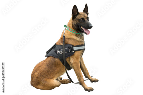 Malinois belgian shepherd guard the border. The border troops demonstrate the dog's ability to detect violations. The isolated image on a white background. photo