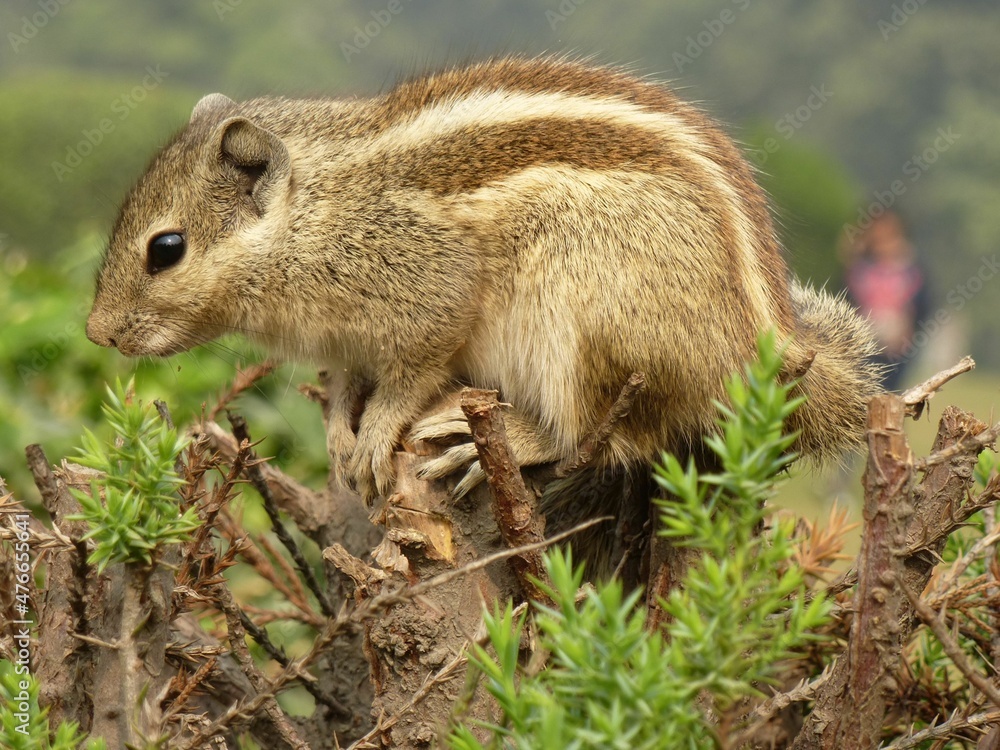 Naklejka premium Closeup of a chipmunk sitting in a park in Delhi