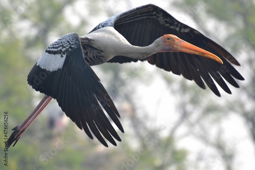 Flying painted stork at Keoladeo Ghana NP