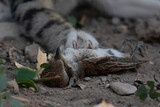 Cat's paw hunting sparrow. Focus on dead sparrow.