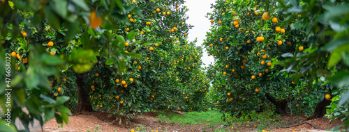 Campo de naranjos