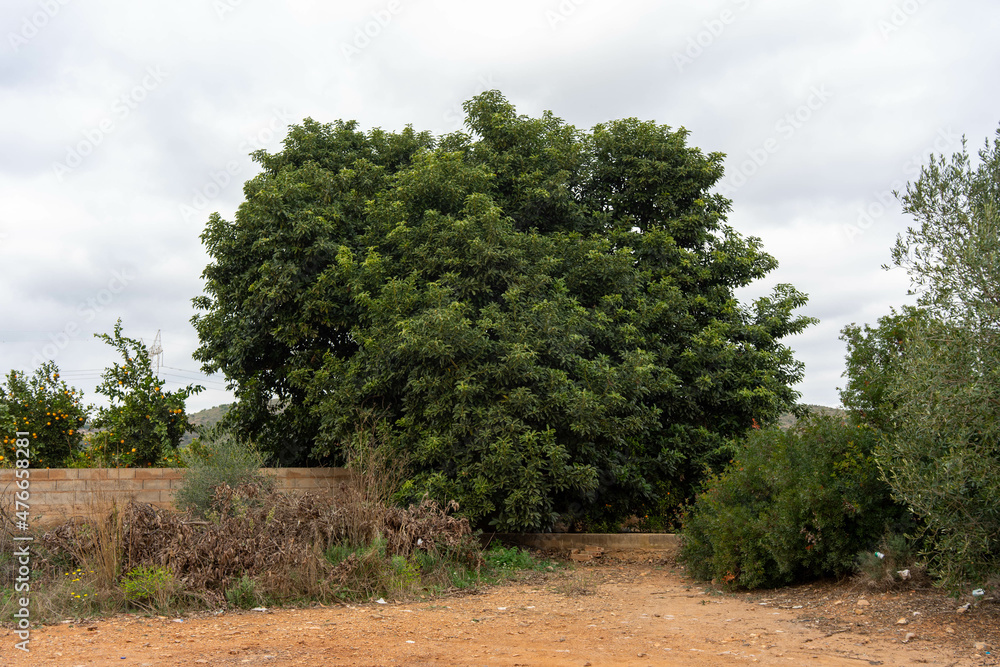 Fototapeta premium Gran árbol del aguacate 