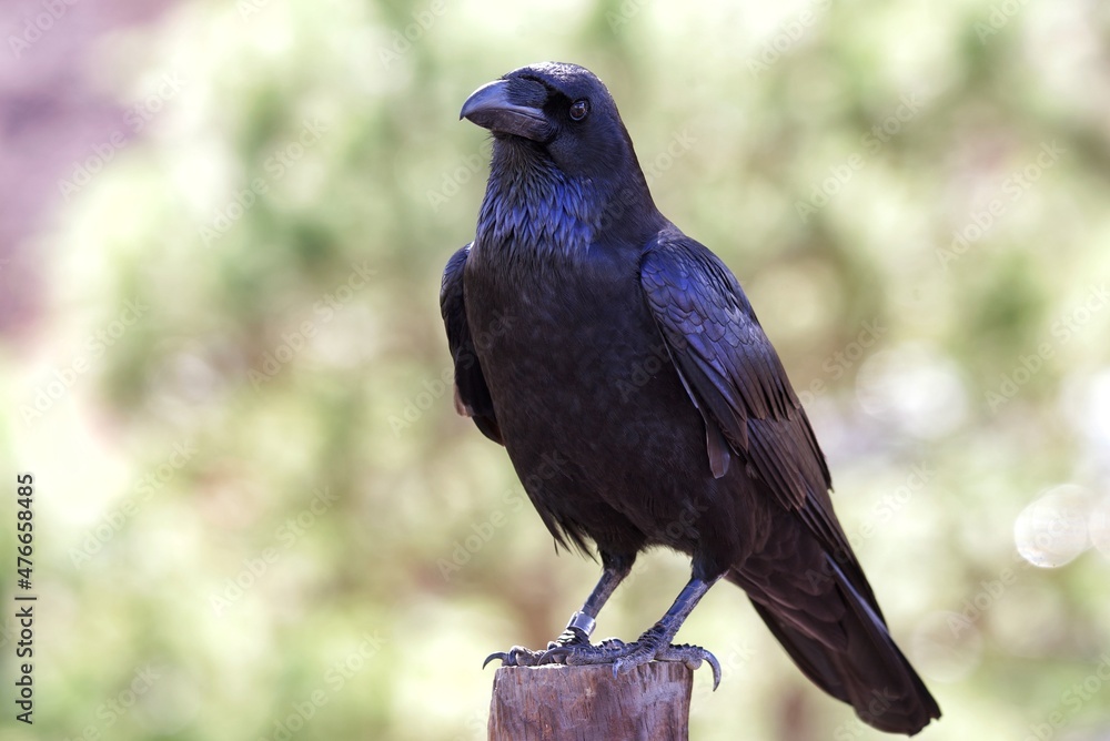 Fototapeta premium crow on the ground
