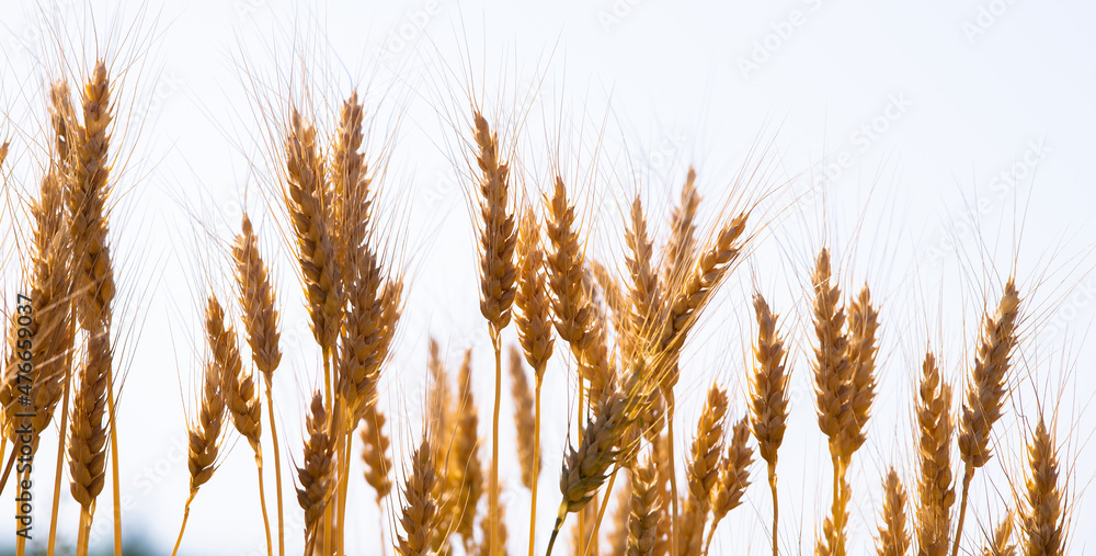 Fototapeta premium Close-up ripe golden wheat ears. Golden wheat field under sunlight.