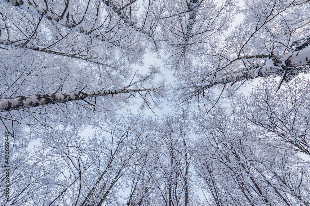 Obraz premium Tree branches under the snow in the winter forest.