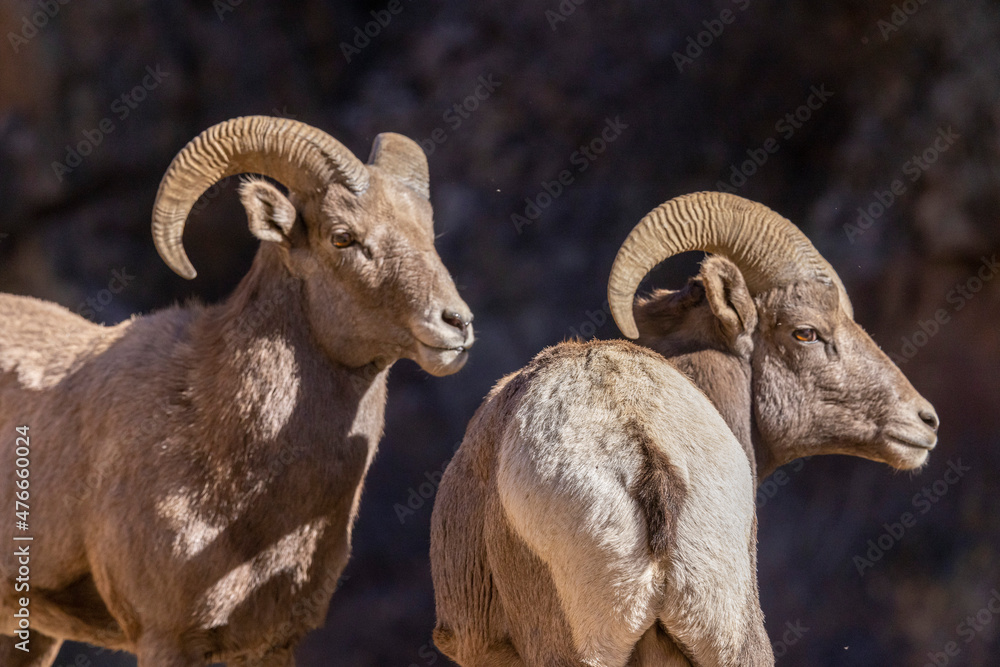 Big Horn Sheep in Waterton Canyon Big Horn Sheep in Waterton Canyon